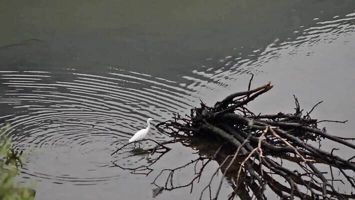 나무 동물 응시 공원 아시아 호수 야생동물 컬러 백그라운드 자연 조류 낚시 한국 어류 사람없음 야외 물 파란색 강 반사 노란색 환경 흰색 황무지 우아함 떨어짐 큼 왜가리 검색 부리 육식동물 서식지 동영상 내추럴 생태학 MOV 해외동영상 클립영상 자연요소 식물 시선 공공시설 교육 나라 컨셉 레저 수중동물 크기 생태계 파일형식