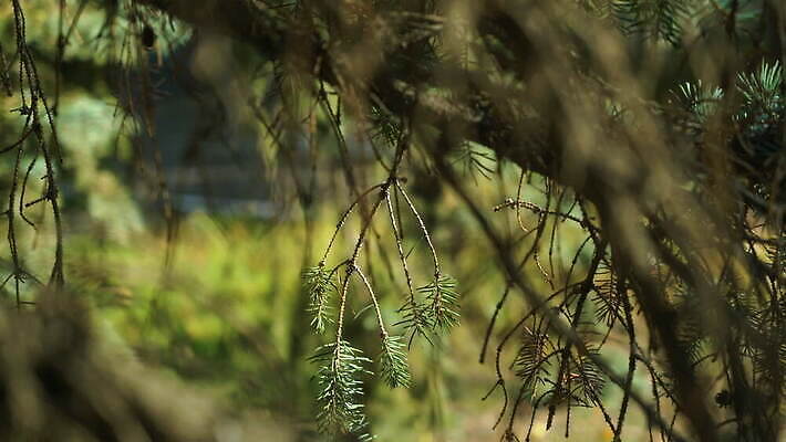 나무 식물 계절 공원 컬러 백그라운드 잎 자연 바람 풍경 잔디 사람없음 야외 목재 초록색 여름 빛 컬러풀 태양 갈색 환경 정원 봄 가을 나뭇가지 소나무 닫기 숲 큼 침엽수 전나무 내추럴 가문비나무 4K MOV 해외동영상 클립영상 자연요소 공공시설 재료 모션 날씨 크기 생태계 동영상 파일형식