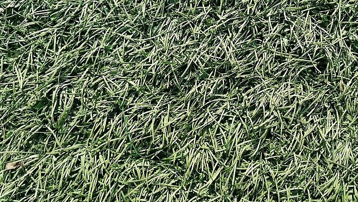 식물 구름 계절 공원 스포츠 백그라운드 밭 골프 자연 하늘 풍경 잔디 초원 사람없음 야외 초록색 농장 환경 정원 봄 카펫 게임 흰색 시골 잡초 강의 땅 묘사 클럽 천국 내추럴 밭일 수평선 4K MOV 해외동영상 클립영상 자연요소 공공시설 컬러 농업 놀이 구기 생태계 동영상 파일형식