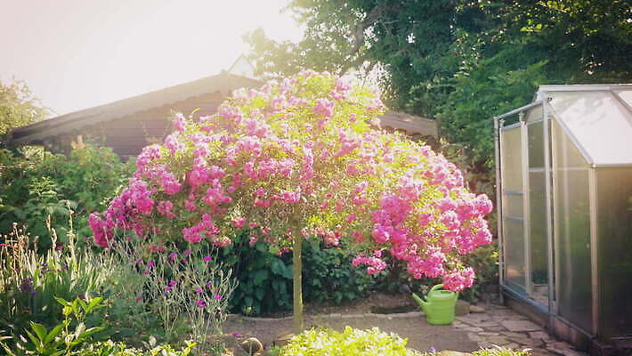 나무 식물 꽃 분홍색 사람없음 야외 장식 여름 뷰티 정원 맑음 성장 벚꽃 개화 우아함 단아함 뒤뜰 천진난만 4K MOV 해외동영상 클립영상 계절 컬러 컨셉 날씨 동영상 파일형식