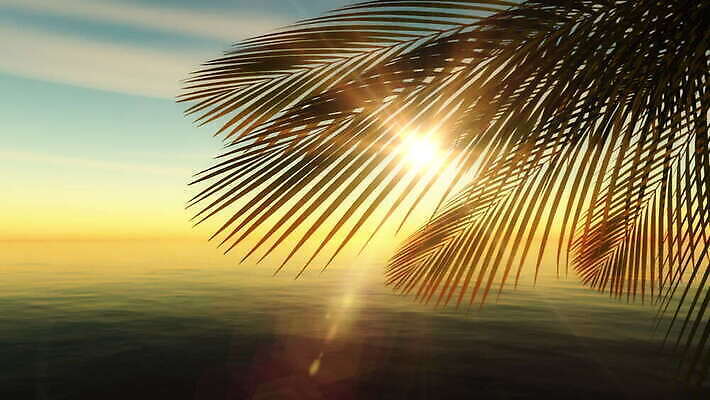 나무 구름 모래 파도 바다 섬 여행 백그라운드 잎 자연 하늘 휴가 휴식 손바닥 풍경 사람없음 초록색 물 여름 햇빛 태양 일출 맑음 일몰 흰색 나뭇가지 저녁 휴양지 코코넛 고립 마이애미 파라다이스 4K MOV 해외동영상 클립영상 자연요소 식물 손 계절 컬러 컨셉 과일 날씨 노을 장소 야간 생태계 동영상 파일형식