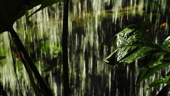 나무 식물 계절 아시아 백그라운드 잎 자연 바람 날씨 사람없음 야외 초록색 물 환경 젖음 추위 떨어짐 숲 시원함 열대우림 빗방울 폭풍 무거움 내추럴 뇌우 샤워실 재앙 4K MOV 해외동영상 클립영상 자연요소 나라 컬러 컨셉 비_날씨 무게 생태계 동영상 샤워시설 파일형식
