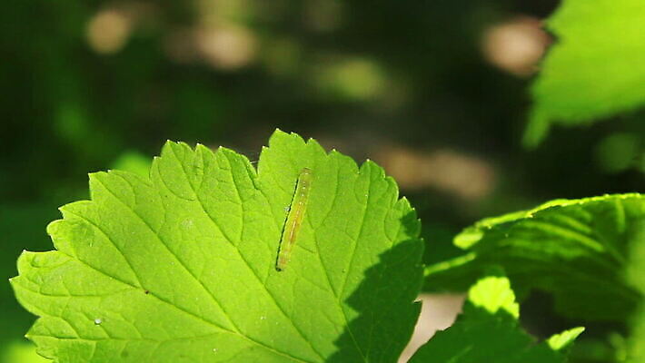 식물 동물 야생동물 음식 컬러 나비 곤충 백그라운드 잎 채소 자연 사람없음 초록색 컬러풀 농장 정원 줄무늬 손상 나뭇가지 시골 해충 벌레 숲 작음 먹이 먹기 배고픔 딱정벌레 유기농 원예 애벌레 내추럴 기어가기 광합성 변태 이국적 MOV 해외동영상 클립영상 나무 웰빙 컨셉 무늬 농업 모션 취미 크기 생태계 동영상 파일형식