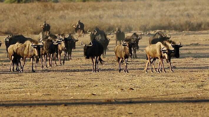 동물 야생동물 포유류 모션 아프리카 자연 초식동물 건조 풍경 사람없음 야외 걷기 산책 사막 황무지 사파리 클립 서식지 동영상 남쪽 내추럴 남아프리카 생태학 칼라하리 HD MOV 해외동영상 클립영상 교육 나라 휴식 방향 생태계 파일형식