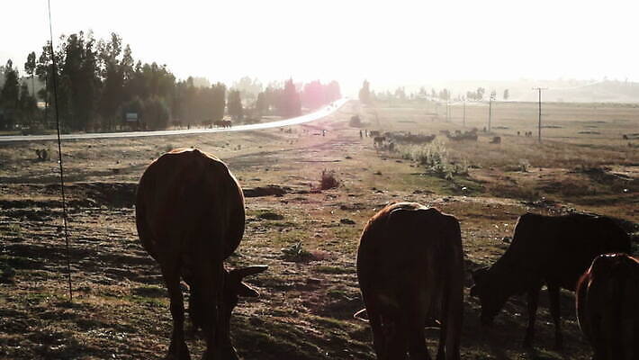 동물 백그라운드 밭 농업 자연 하늘 풍경 초원 사람없음 초록색 여름 농장 검은색 흰색 시골 소 군중 방목 먹기 찰과상 MOV 해외동영상 클립영상 계절 산업 컬러 포유류 모션 사람 축산업 상처 생태계 동영상 파일형식