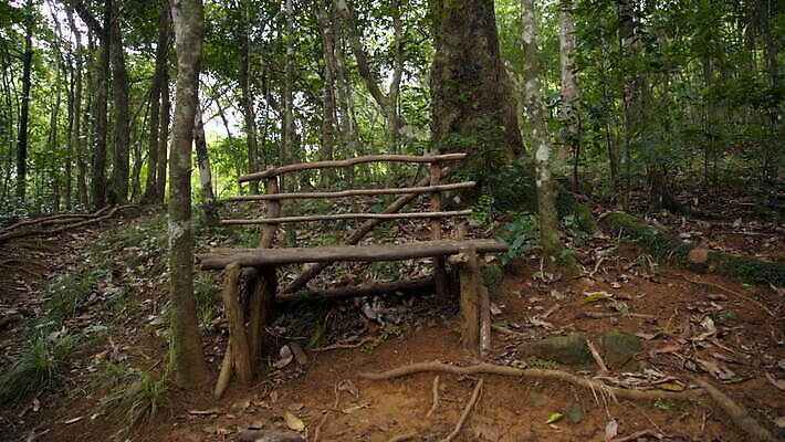 나무 식물 잎 벤치 의자 자연 따뜻함 사람없음 야외 목재 시골 숲 뿌리 목각 모리셔스 MOV 해외동영상 클립영상 가구 재료 생태계 동영상 파일형식