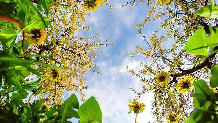나무 식물 계절 공원 꽃잎 꽃 로우앵글 줄기 컬러 백그라운드 잎 꽃무늬 자연 사람없음 파란색 햇빛 태양 노란색 머리 환경 맑음 봄 성장 벚꽃 나뭇가지 신선 개화 체리 사과 민들레 과수원 묘사 장면 줄서기 세련 4K 타임랩스 MP4 해외동영상 클립영상 자연요소 공공시설 뷰포인트 무늬 농업 과일 모션 날씨 촬영기법 신체부위 생태계 동영상 파일형식