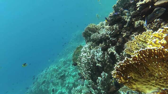 동물 야생동물 바다 컬러 백그라운드 자연 낚시 이집트 어류 사람없음 빨간색 물 파란색 컬러풀 환경 바닷속 수중 수영 수중동물 산호 산호초 다이빙 스쿠버다이빙 소금 암초 홍해 해파리 깊이 생태학 이국적 MP4 해외동영상 클립영상 자연요소 교육 아프리카 레저 수상스포츠 수중식물 자포동물 생태계 동영상 수중스포츠 파일형식