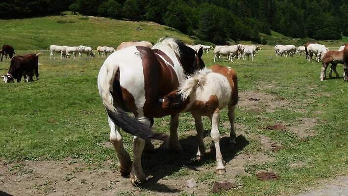 동물 아들 음료 밭 포유류 가족 자연 엄마 사람없음 야외 초록색 농장 우유 마시기 아기 말_동물 군중 먹이 먹기 갈기 망아지 밭일 공급 4K MP4 해외동영상 클립영상 새끼 컬러 농업 관계 모션 유제품 사람 생태계 동영상 파일형식