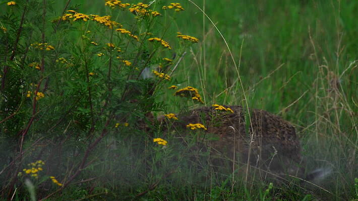 유럽 교통시설 비행기 사람없음 토끼 공항 항공 출발 상업 제트기 견인 엔진 대패 항공사 4K MOV 해외동영상 클립영상 나라 산업 교통 컨셉 포유류 항공교통 대중교통 반려동물 시설 동영상 파일형식