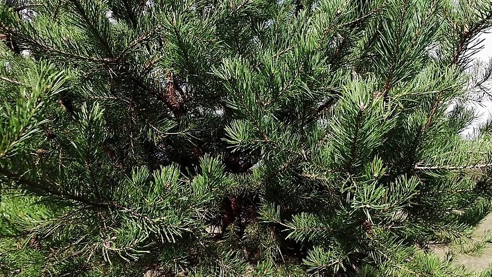 나무 식물 전통 계절 백그라운드 잎 크리스마스 겨울 패턴 자연 휴가 새로움 사람없음 야외 장식 초록색 흰색 나뭇가지 신선 소나무 바늘 닫기 숲 12월 연도 묘사 오브젝트 질감 상록수 침엽수 전나무 원뿔 내추럴 가문비나무 4K MP4 해외동영상 클립영상 도형 기념일 컬러 컨셉 무늬 모션 도구 날짜 생태계 동영상 파일형식