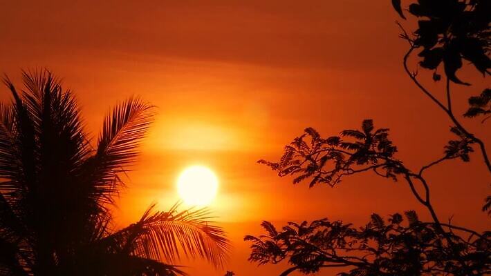 나무 실루엣 아시아 바다 컬러 섬 여행 백그라운드 오렌지 태국 자연 하늘 휴가 손바닥 사람없음 야외 빨간색 물 햇빛 태양 노란색 일출 황혼 일몰 저녁 휴양지 장면 코코넛 석호 내추럴 파라다이스 포상금 하와이인 수평선 MOV 해외동영상 클립영상 자연요소 외국인 식물 손 나라 돈 과일 촬영기법 노을 장소 야간 생태계 동영상 파일형식