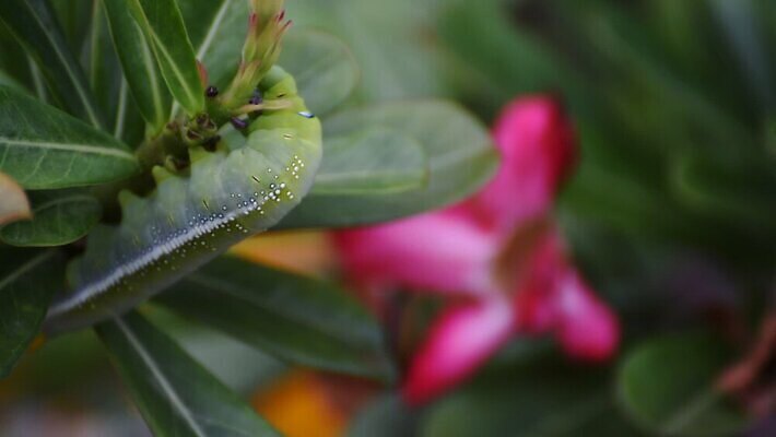 나무 식물 동물 야생동물 음식 컬러 나비 곤충 백그라운드 잎 자연 조류 생물 무척추동물 사람없음 초록색 컬러풀 장미 갈색 노란색 귀여움 정원 검은색 사막 나뭇가지 해충 벌레 진달래 먹기 묘사 꼬리 애벌레 나방 내추럴 기어가기 거짓 변태 못생김 MOV 해외동영상 클립영상 꽃 컨셉 모션 생태계 동영상 파일형식