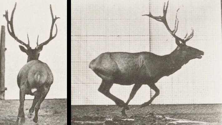 전신 동물 남자 실루엣 포유류 모션 사슴 흑백 사람없음 뒷모습 달리기 수확 클래식 필름 복고 애니메이션 엘크 옛날 MOV 해외동영상 클립영상 뷰포인트 컨셉 농업 촬영기법 사람 동영상 파일형식