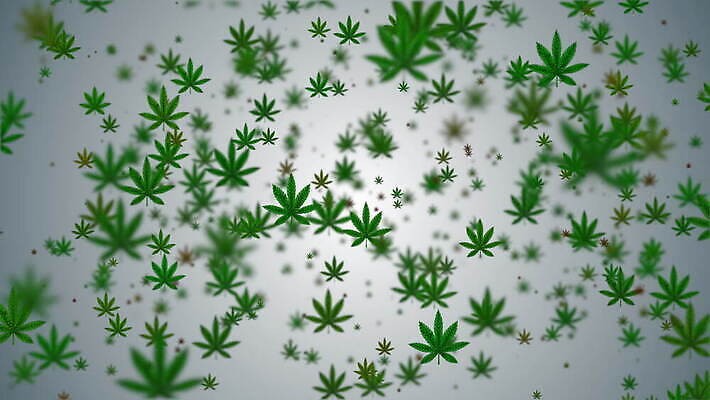 행복 잎 생각 농업 휴식 담배 건강 사람없음 약 기쁨 잡초 삼 고리 허브 중독 내추럴 가면무도회 대마초 마리화나 4K MOV 해외동영상 클립영상 식물 감정 산업 컨셉 채소 의학 동영상 마약 무도회 파일형식