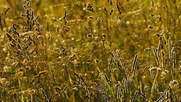 동물 컬러 곤충 백그라운드 패턴 자연 아침 사람없음 야외 초록색 빛 정원 검은색 웹 새벽 그물 벌레 이슬 거미줄 속도 거미 올가미 내추럴 변소 짜기 4K MOV 해외동영상 클립영상 주간 자연요소 무늬 인터넷 모션 생태계 동영상 파일형식