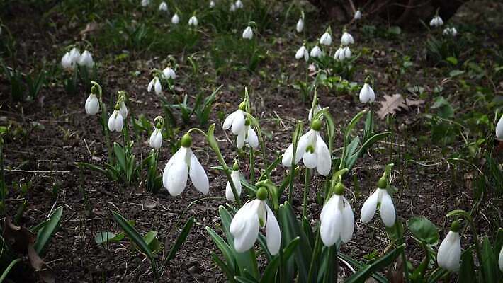 식물 꽃 백그라운드 잎 겨울 자연 사람없음 초록색 뷰티 정원 봄 벚꽃 흰색 신선 내추럴 스노드롭 헌병 4K MP4 해외동영상 클립영상 계절 컬러 군인 생태계 동영상 파일형식