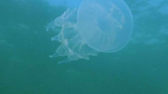 동물 야생동물 바다 무척추동물 통 사람없음 물 환경 바닷속 수중 투명 우아함 위험 생태계 육식동물 젤리 해파리 살인 생태학 소금물 필터 화상 4K 수중영상 MP4 해외동영상 클립영상 자연요소 교육 컨셉 디저트 범죄 자포동물 상처 동영상 파일형식