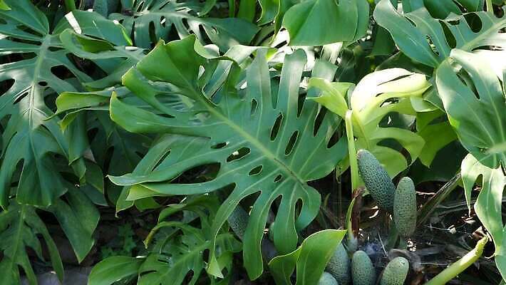 식물 백그라운드 단풍 잎 손바닥 그림자 사람없음 초록색 뷰티 어둠 활발 신선 황무지 티켓 분위기 숲 그늘 열대우림 순수 환경보전 에코 생태계 상록수 내추럴 강렬 광합성 깊이 삼림지대 아마존 양치류 이국적 파라다이스 카피스페이스 그리너리 4K MP4 해외동영상 클립영상 손 컬러 컨셉 환경 공백 사회이슈 동영상 파일형식 트랜드컬러