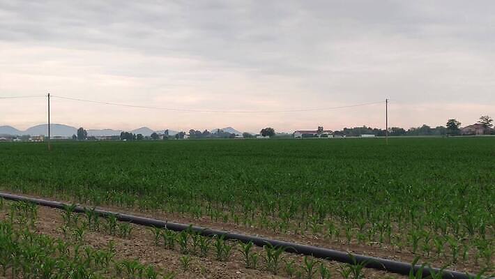 식물 계절 산업 밭 농업 자연 하늘 옥수수 풍경 사람없음 야외 초록색 여름 농작물 농장 농경지 노란색 농사 기계 장비 수확 성장 가을 시골 업무 농부 낟알 땅 밀 유기농 보리 장면 트랙터 밀짚 내추럴 밭일 숙성 호밀 세련 4K MOV 해외동영상 클립영상 직업 웰빙 컬러 곡류 작업 짚 농기계 생태계 특수차량 동영상 파일형식