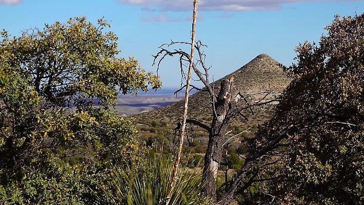 나무 식물 꽃 여행 백그라운드 자연 날씨 선인장 건조 풍경 사람없음 초록색 물 여름 사막 뜨거움 가시 척추 날카로움 내추럴 뉴멕시코 다육식물 4K MP4 해외동영상 클립영상 자연요소 계절 컬러 뼈 생태계 동영상 파일형식