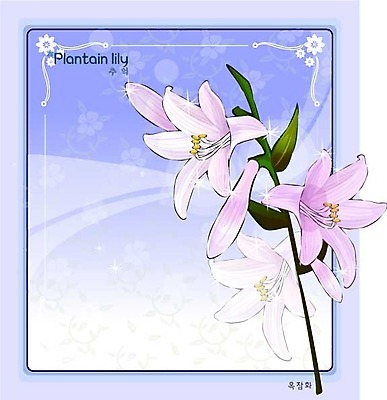 EPS 식물 꽃 컬러 백그라운드 꽃백그라운드 일러스트 여름꽃 자연 사람없음 보라색 꽃말 옥잠화 국내일러스트 생태계 파일형식 벡터 여름_계절