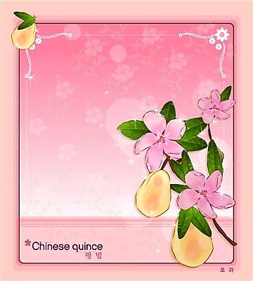 EPS 식물 꽃 분홍색 백그라운드 꽃백그라운드 일러스트 봄꽃 자연 사람없음 꽃말 모과 국내일러스트 컬러 과일 봄 생태계 파일형식 벡터