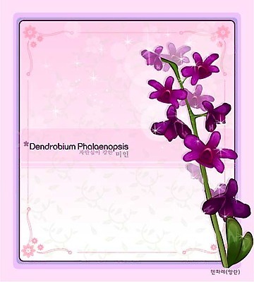 EPS 식물 꽃 컬러 백그라운드 꽃백그라운드 일러스트 자연 사람없음 보라색 난초 꽃말 덴파레 양란 국내일러스트 생태계 파일형식 벡터