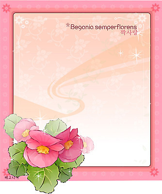 EPS 식물 꽃 분홍색 백그라운드 꽃백그라운드 일러스트 자연 사람없음 꽃말 베고니아 국내일러스트 컬러 생태계 파일형식 벡터