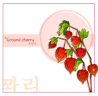 EPS 식물 꽃 컬러 백그라운드 꽃백그라운드 일러스트 여름꽃 자연 사람없음 빨간색 꽈리 국내일러스트 생태계 파일형식 벡터 여름_계절