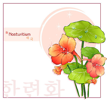 EPS 식물 꽃 컬러 백그라운드 꽃백그라운드 일러스트 자연 가을꽃 사람없음 주황색 금련화 한련화 국내일러스트 생태계 파일형식 벡터 가을_계절