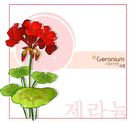 EPS 식물 꽃 컬러 백그라운드 꽃백그라운드 일러스트 여름꽃 자연 사람없음 빨간색 꽃말 제라늄 국내일러스트 생태계 파일형식 벡터 여름_계절
