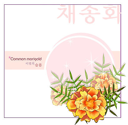 EPS 식물 꽃 컬러 백그라운드 꽃백그라운드 일러스트 여름꽃 자연 사람없음 주황색 꽃말 채송화 국내일러스트 생태계 파일형식 벡터 여름_계절