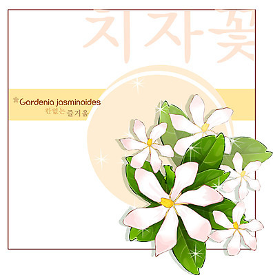 EPS 식물 꽃 백그라운드 꽃백그라운드 일러스트 여름꽃 자연 사람없음 흰색 치자 치자꽃 치자나무 국내일러스트 나무 컬러 한약재 생태계 파일형식 벡터 여름_계절