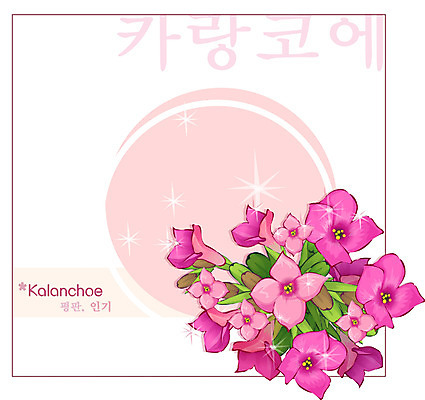 EPS 식물 꽃 분홍색 백그라운드 꽃백그라운드 일러스트 자연 사람없음 꽃말 카랑코에 국내일러스트 컬러 생태계 파일형식 벡터