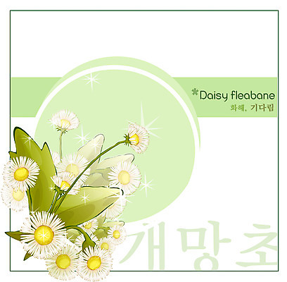 EPS 식물 꽃 백그라운드 꽃백그라운드 일러스트 여름꽃 자연 사람없음 흰색 꽃말 개망초 국내일러스트 컬러 생태계 파일형식 벡터 여름_계절