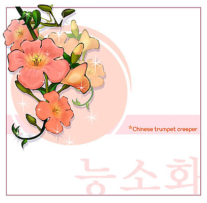 EPS 식물 꽃 컬러 백그라운드 꽃백그라운드 일러스트 여름꽃 자연 사람없음 빨간색 꽃말 능소화 국내일러스트 생태계 파일형식 벡터 여름_계절