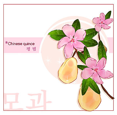 EPS 식물 꽃 분홍색 백그라운드 꽃백그라운드 일러스트 봄꽃 자연 사람없음 꽃말 모과 국내일러스트 컬러 과일 봄 생태계 파일형식 벡터