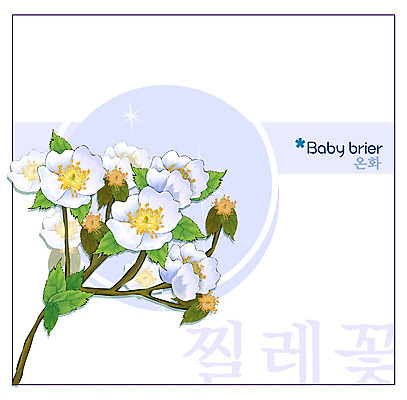 EPS 식물 꽃 백그라운드 꽃백그라운드 일러스트 봄꽃 자연 사람없음 흰색 꽃말 찔레꽃 국내일러스트 컬러 봄 생태계 파일형식 벡터