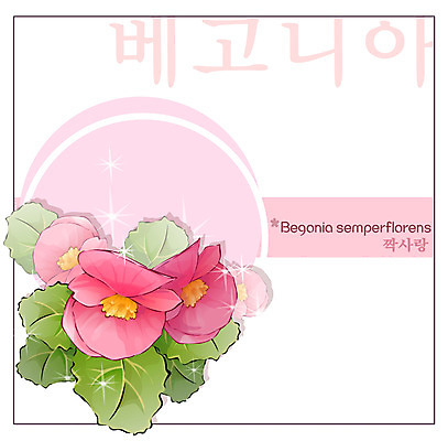 EPS 식물 꽃 분홍색 백그라운드 꽃백그라운드 일러스트 자연 사람없음 꽃말 베고니아 국내일러스트 컬러 생태계 파일형식 벡터