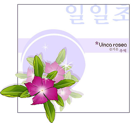 EPS 식물 꽃 컬러 백그라운드 꽃백그라운드 일러스트 여름꽃 자연 사람없음 보라색 꽃말 매일초 국내일러스트 생태계 파일형식 벡터 여름_계절