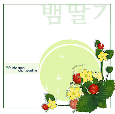 EPS 식물 꽃 컬러 백그라운드 꽃백그라운드 일러스트 봄꽃 자연 사람없음 빨간색 노란색 꽃말 뱀딸기 국내일러스트 봄 생태계 파일형식 벡터