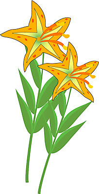 EPS 클립아트 식물 꽃 컬러 일러스트 여름꽃 자연 사람없음 노란색 백합 두송이 국내일러스트 2 생태계 파일형식 벡터 여름_계절