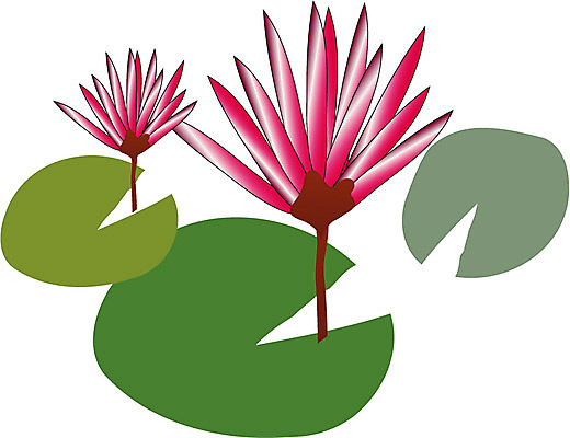 EPS 클립아트 식물 꽃 컬러 일러스트 연꽃 사람없음 빨간색 두송이 연 연잎 진홍색 국내일러스트 잎 2 놀이용품 파일형식 벡터