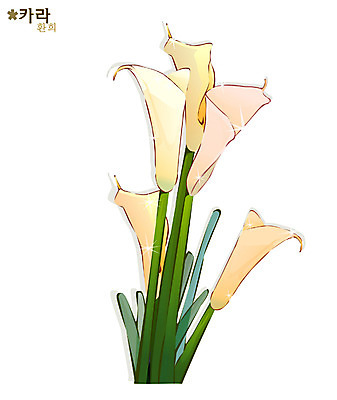 EPS 식물 꽃 일러스트 여름꽃 자연 사람없음 흰색 카라 칼라꽃 국내일러스트 컬러 생태계 파일형식 벡터 여름_계절