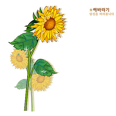 EPS 식물 꽃 컬러 일러스트 여름꽃 자연 해바라기 사람없음 노란색 국내일러스트 여름 생태계 파일형식 벡터 계절