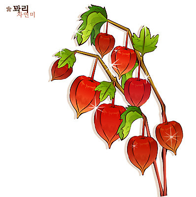 EPS 식물 꽃 컬러 일러스트 여름꽃 자연 사람없음 빨간색 꽈리 국내일러스트 생태계 파일형식 벡터 여름_계절