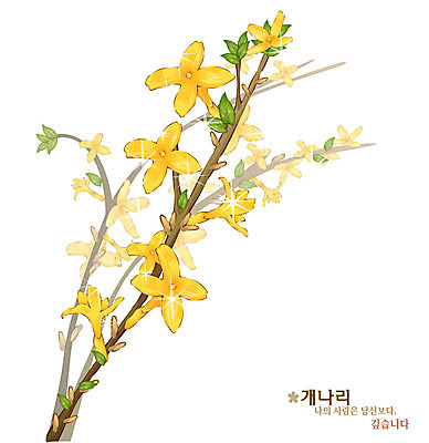 EPS 식물 꽃 컬러 일러스트 봄꽃 자연 사람없음 노란색 개나리 국내일러스트 봄 생태계 파일형식 벡터