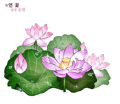 EPS 식물 꽃 분홍색 일러스트 여름꽃 자연 연꽃 사람없음 꽃말 국내일러스트 컬러 생태계 파일형식 벡터 여름_계절