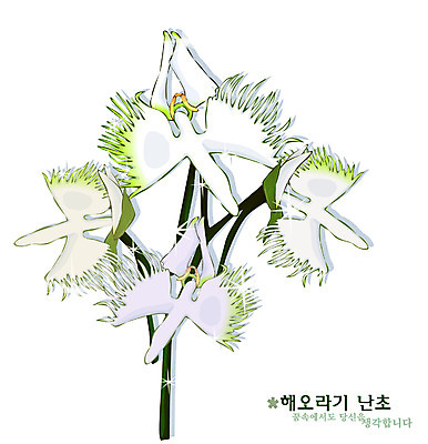 EPS 식물 꽃 일러스트 자연 사람없음 흰색 난초 꽃말 해오라비난초 국내일러스트 컬러 생태계 파일형식 벡터